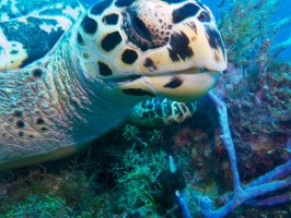 Hawksbill Sea Turtle IMG 4960